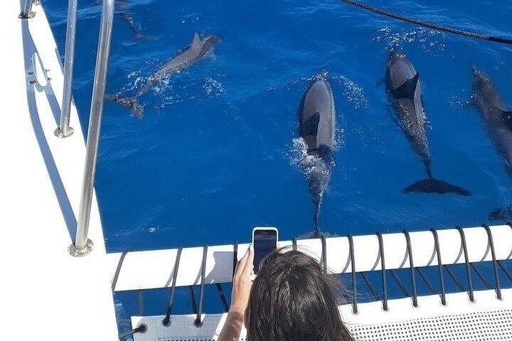 Waikiki Best Whale Watching in Honolulu: Whales Guaranteed, photo 8 of 10