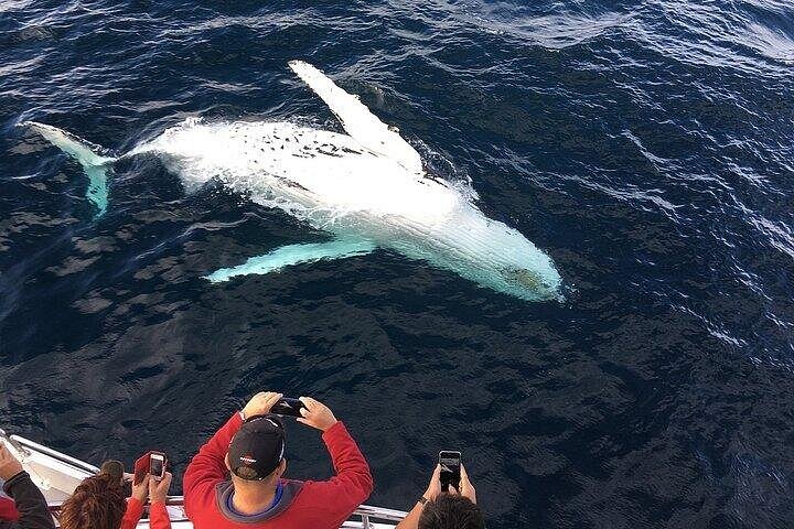 Oahu: 2-Hour Whale Watch from Ala Wai Harbor, Waikiki, photo 8 of 10