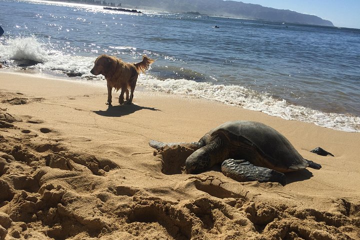 Surf Lessons on the North Shore of Oahu, photo 2 of 6