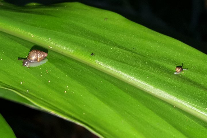 Oahu Volcanic Rainforest Hiking Adventure, photo 8 of 8