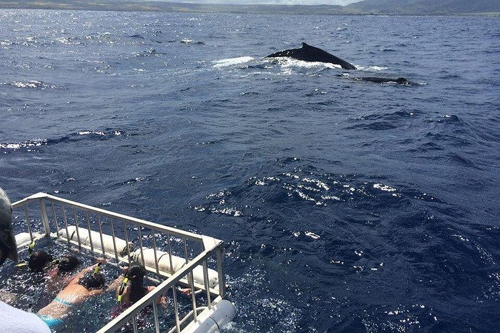 Oahu Shark Dive on the North Shore, photo 5 of 9