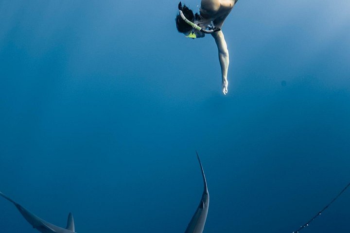 Oahu Open Water Shark Diving Experience, photo 7 of 10