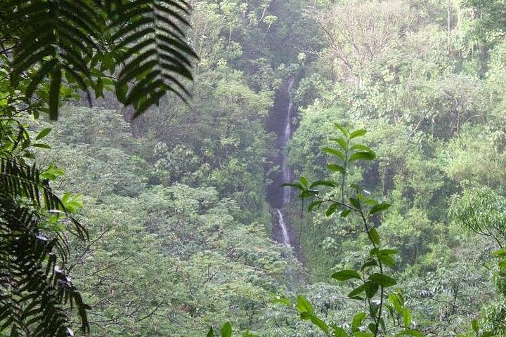 Oahu: Manoa Falls Rainforest Self-Guided Hike, photo 6 of 10