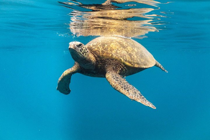 Small-Group Dolphin Turtle and Whale Safari w/ Marine Biologists, photo 8 of 10