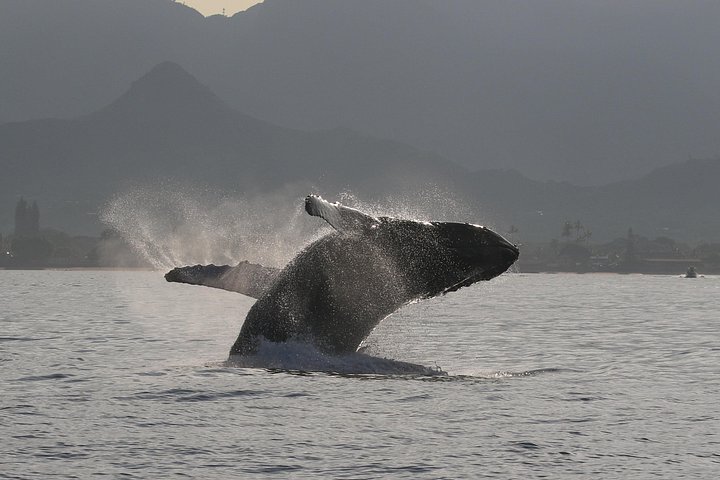 Small-Group Dolphin Turtle and Whale Safari w/ Marine Biologists, photo 9 of 10