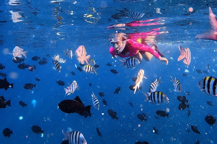 Turtle Canyon Snorkel: Semi Private Boat Tour, photo 10 of 10
