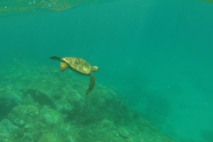 Clear-Bottom Kayak Tour, Guaranteed to See Turtles, photo 5 of 10
