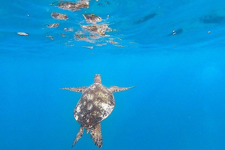 Waikiki Turtle Snorkel and Sail on the Hawea Catamaran, photo 8 of 10