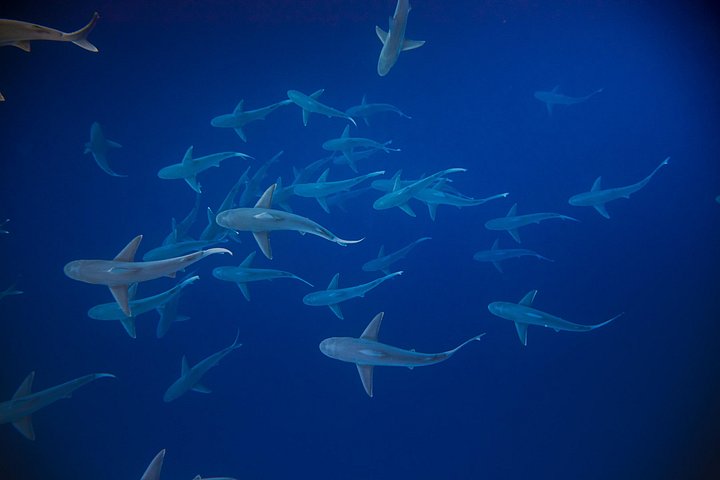Dive with Sharks in Hawaii: Shark Tour from Haleiwa, photo 5 of 10