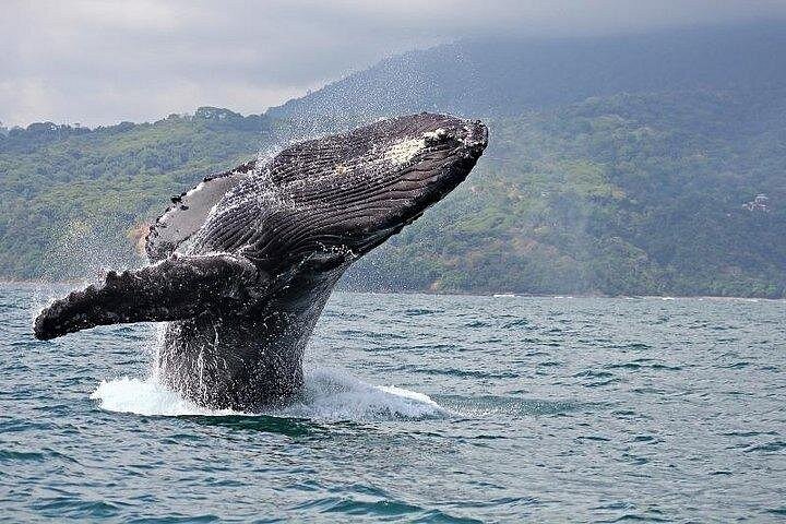 Oahu: 2-Hour Whale Watch from Ala Wai Harbor, Waikiki, photo 4 of 10