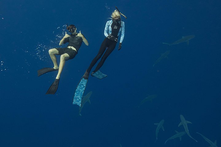 Dive with Sharks in Hawaii: Shark Tour from Haleiwa, photo 9 of 10