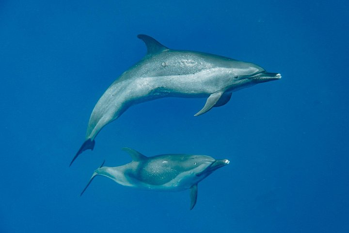 Swim With Dolphins and Turtles in West Oahu (Semi-Private Tours), photo 2 of 10