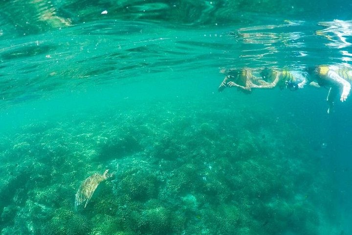 Kaneohe Sandbar Snorkeling Tour, photo 7 of 10