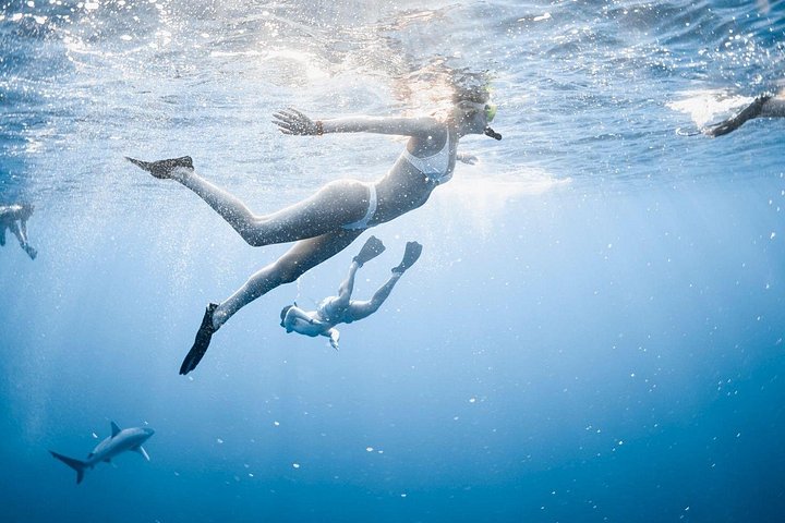 Oahu Open Water Shark Diving Experience, photo 5 of 10