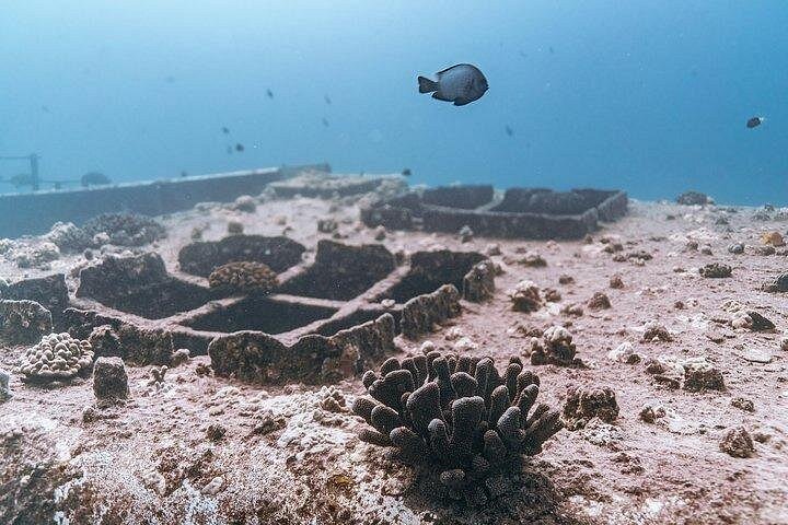 Certified Divers: Best 2-Tank Wrecks and Reef Boat Dive All Inclusive From Waikiki, photo 5 of 9