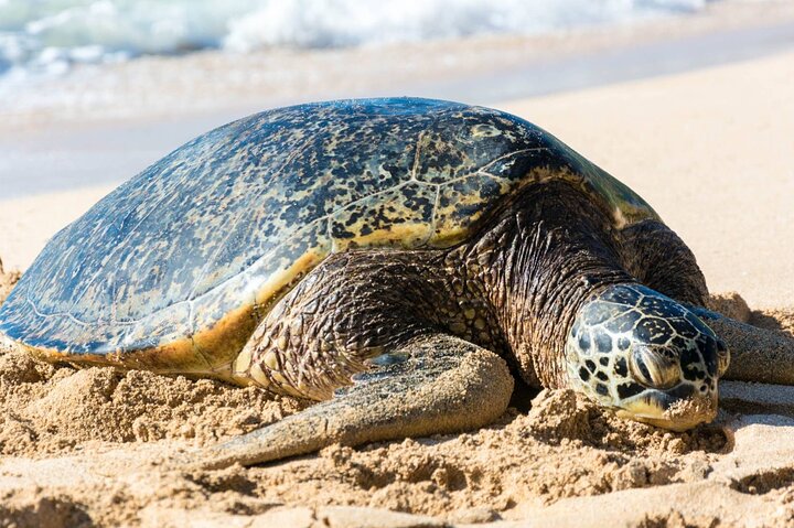 Oahu: Grand Tour Around Island with Snorkeling, photo 6 of 10