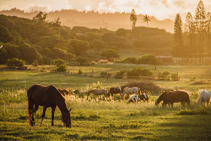 Horseback Ride Like an Authentic Paniolo in Kahuku, photo 7 of 7