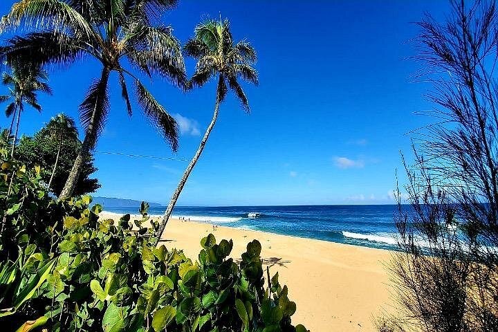 Kevo's Beach Bus Paddleboard and Snorkel Adventure, North Shore, photo 4 of 10