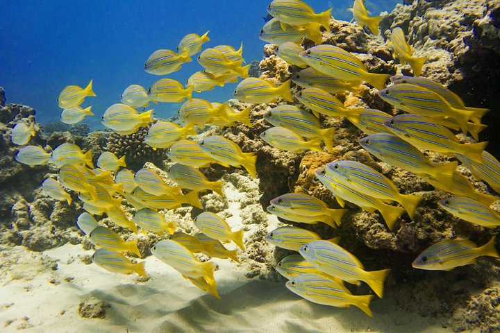 Waikiki Turtle Canyon Guided Snorkel: Turtle Guarantee, photo 10 of 10