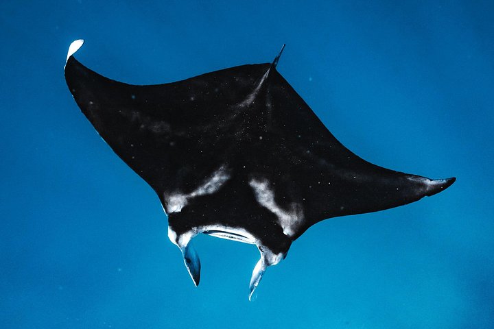 Small-Group Dolphin Turtle and Whale Safari w/ Marine Biologists, photo 6 of 10