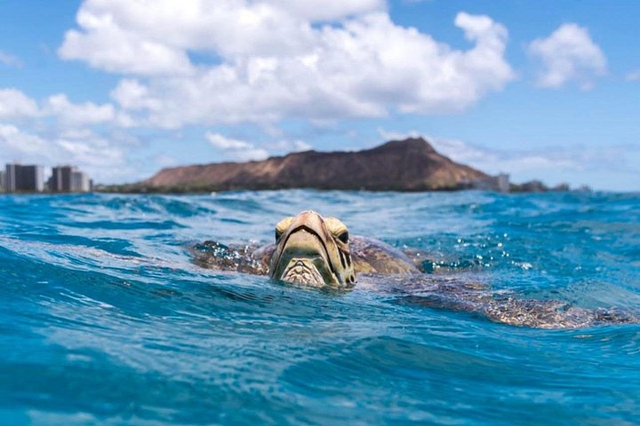 Turtle Canyon Snorkel Adventure, Small Group 6 Passengers, photo 8 of 10