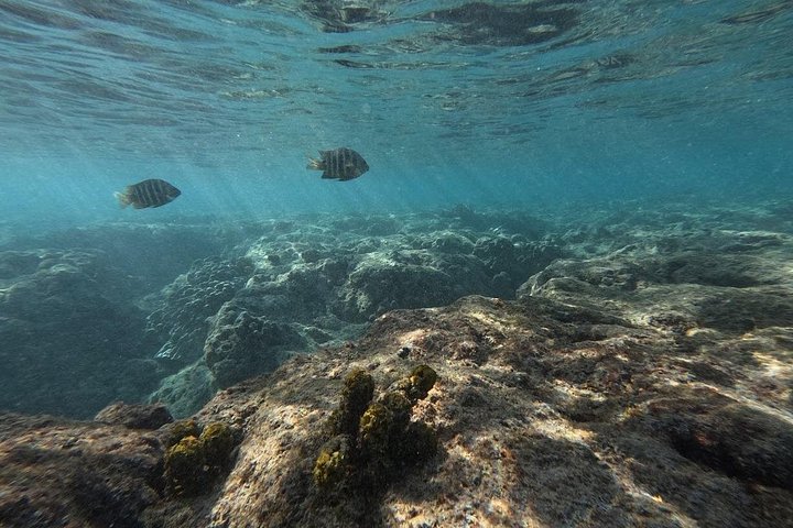 Hanauma Bay Guided Snorkeling Tour with Transportation, photo 7 of 10
