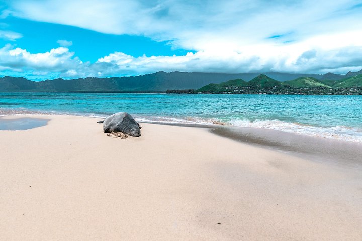 Kayak to the Mokulua Islands, Queen's Bath and Snorkel, Kailua, photo 9 of 10