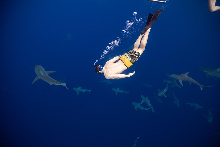 Educational Shark tour from Haleiwa, Sharks Guaranteed, photo 3 of 10