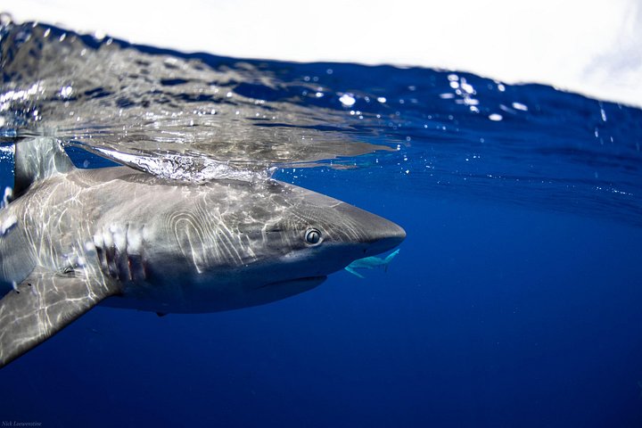 Open Water Shark Dive, photo 7 of 10