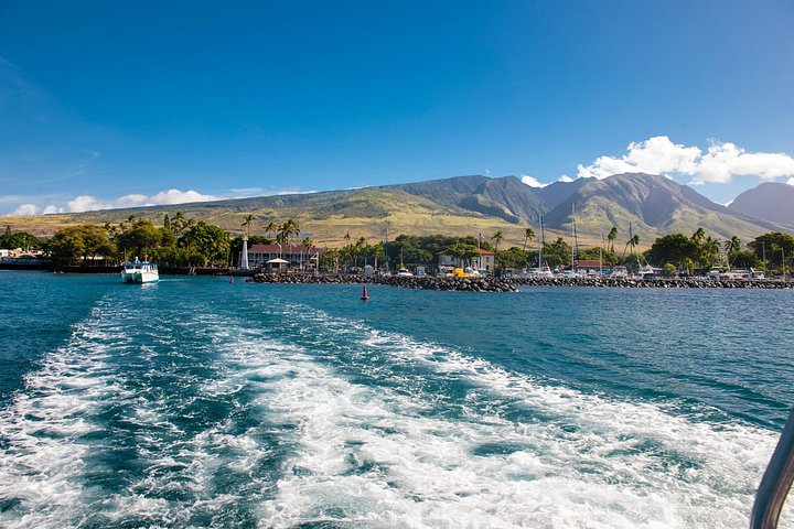 Oahu: 2-Hour Whale Watch from Ala Wai Harbor, Waikiki, photo 9 of 10