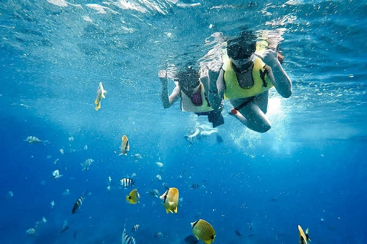 Swim With Dolphins and Turtles in West Oahu (Semi-Private Tours), photo 5 of 10