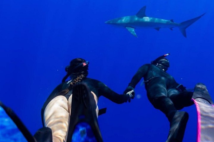 Oahu Shark Diving (No cage), photo 10 of 10