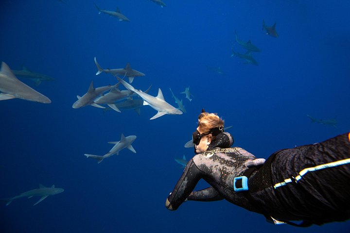 Dive with Sharks in Hawaii: Shark Tour from Haleiwa, photo 2 of 10