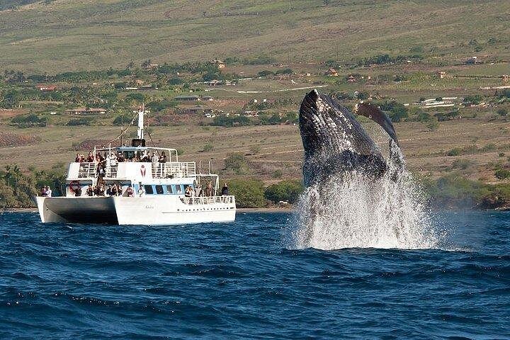 Oahu: 2-Hour Whale Watch from Ala Wai Harbor, Waikiki, photo 2 of 10
