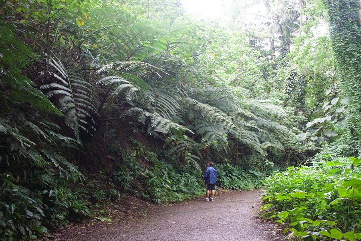 Oahu: Manoa Falls Rainforest Self-Guided Hike, photo 8 of 10