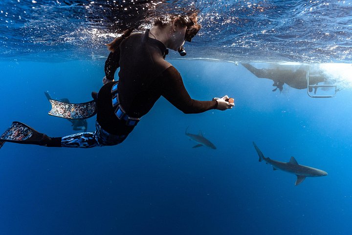 Oahu Shark Diving (No cage), photo 5 of 10