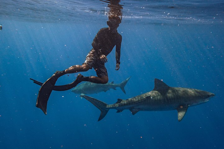 Oahu Shark Diving (No cage), photo 7 of 10