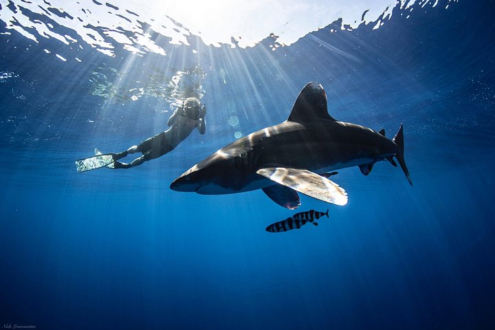 Open Water Shark Dive, photo 3 of 10