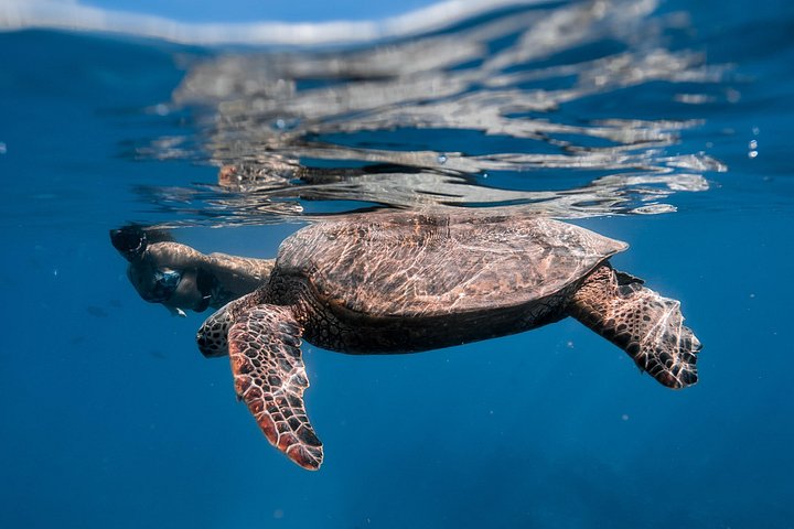 Turtle Canyon Snorkel: Semi Private Boat Tour, photo 8 of 10