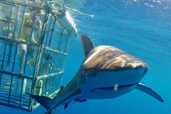 Oahu Shark Dive on the North Shore, photo 3 of 9
