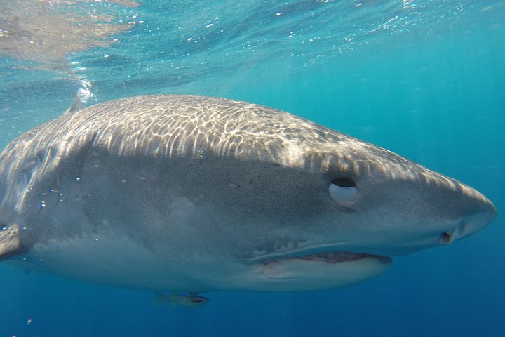 Oahu: North Shore Shark Cage Diving, photo 5 of 8