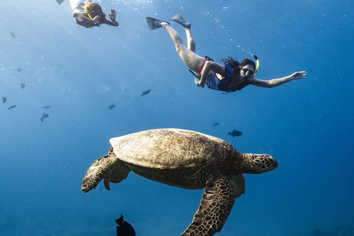 Waikiki Turtle Canyon Snorkel Turtles Guaranteed, photo 4 of 10