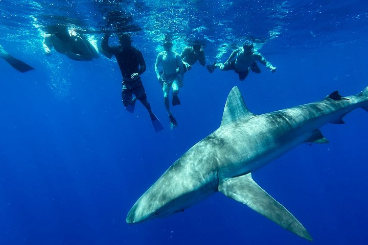 Oahu: Cage-Free Shark Swim on the North Shore, photo 3 of 7