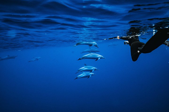 Swimming with Wild Dolphins Speedboat Adventure on Oahu, photo 3 of 10
