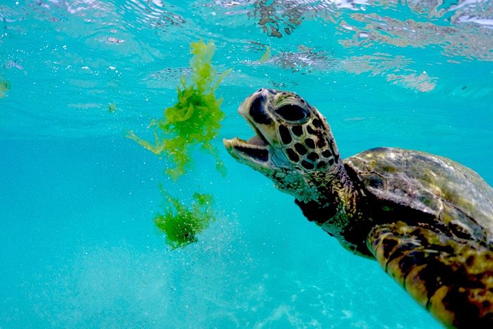 Waikiki Catamaran Snorkel with Lunch: Turtles Guaranteed, photo 6 of 10