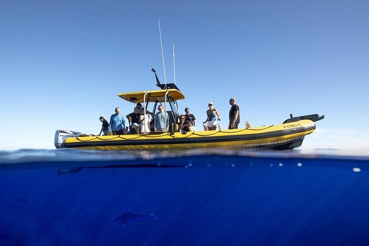 Shark-Dive Tour on Oahu's North Shore, photo 5 of 10