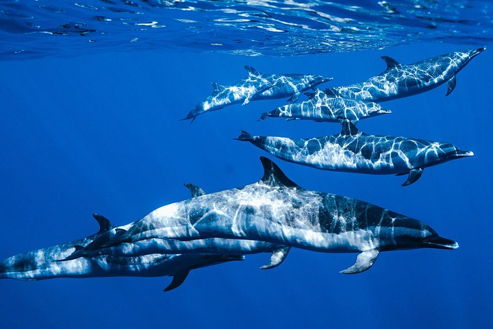 Swim with Dolphins Catamaran with Waterslide and Lunch on Oahu, photo 9 of 10