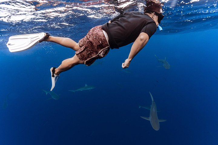 Oahu Shark Diving (No cage), photo 4 of 10