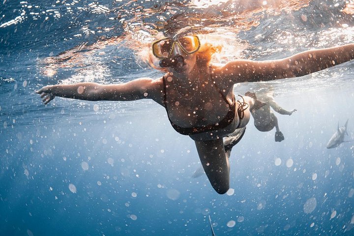 Oahu Open Water Shark Diving Experience, photo 8 of 10