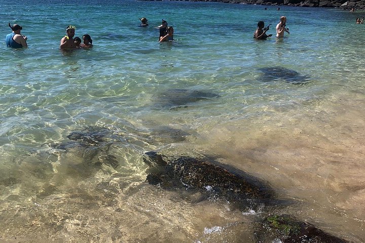 North Shore and Waimea Falls Day with a Turtle Swim, photo 8 of 10